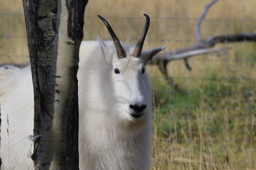 Mountain goat behind a tree