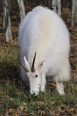 Mountain goat eats green grass