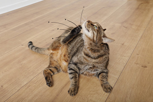chat tigr&eacute; tabby grattant ses puces dans int&eacute;rieur maison