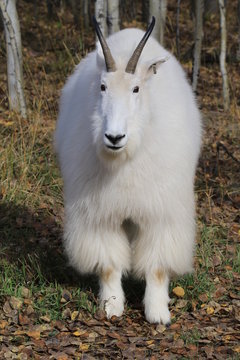 Upright picture of Mountain goat