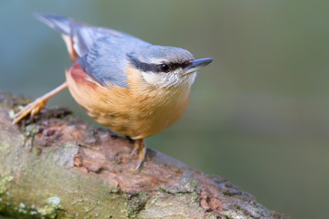 Kleiber (Sitta europaea) im Naturschutzgebiet Mönchbruch bei Frankfurt, Deutschland.
