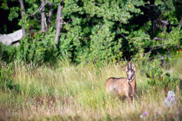 male apennine chamois (Rupicapra pyrenaica ornata)