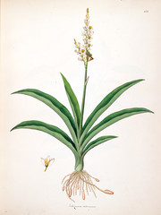 Botanical illustration.
