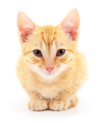 Kitten on white background.