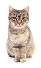 Fototapeta premium Kitten on white background.