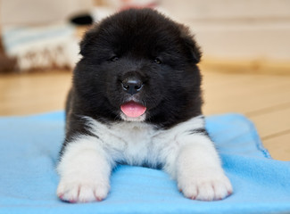 Akita puppy. American akita young dog.