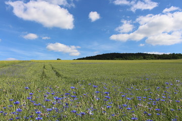 Kornblumenfeld