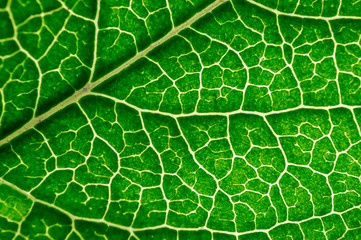 Close up leaf texture