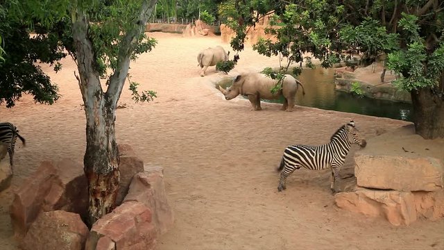 A pair of big rhinoceros and zebras