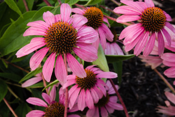 Week 18: Artistic Purple