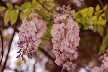 Wisteria