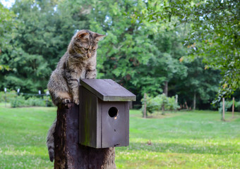 Kitty Cat sitting on top of birdhouse.  Domestic cat waiting, watching and hunting for birds in country outdoor setting.
