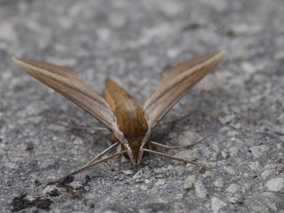 Schmetterling