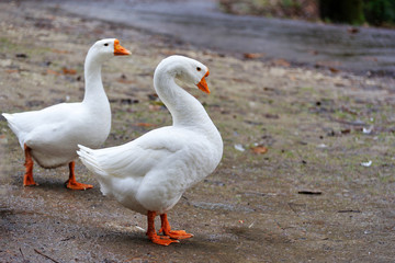 Side view of white goose.