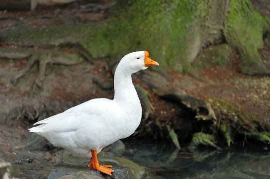 Side view of white goose.
