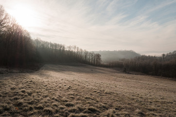 frosty frozen grass in winter time, cold morning in nature blue, sunshine through trees