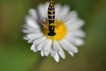 syrphe sur une pâquerette