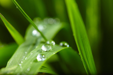 water drops on the green grass