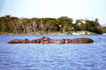 Hippopotamus amphibius African