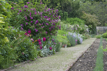 Summer English garden with pink roses, colourful flowers by a stone footpath .