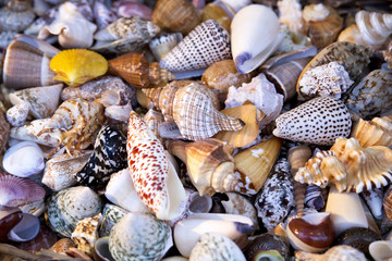 Seashells of different colors. Mollusk shells. Seashell background.