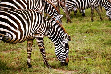 Fototapeta na wymiar Zebras eating in masai mara