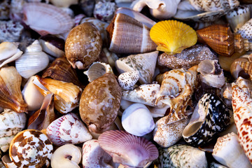 Seashells of different colors. Mollusk shells. Seashell background.