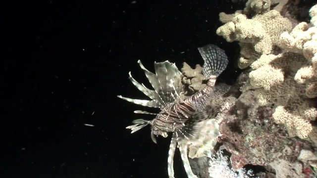 Giant striped poisonous fish Common lionfish Pterois volitans in Red sea. Sharp fins. Relax underwater video about devourer of marine inhabitants.