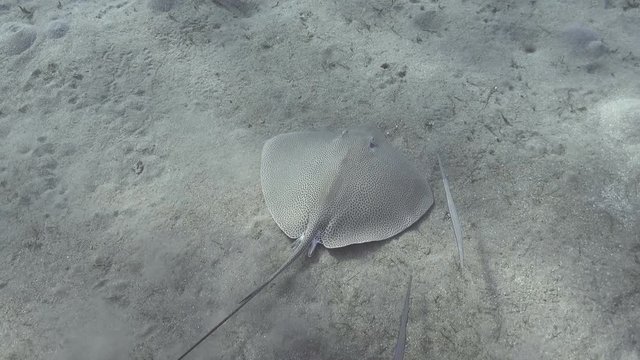 Honeycomb stingray (Himantura uarnak) fish swimming over the sea bottom 
