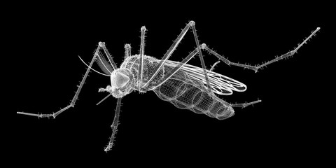 mosquito in wire carcass