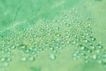 background with a copy space for text on blurred areas. drops of water on a leaf, green version