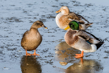 Three ducks standing on a frozen pond