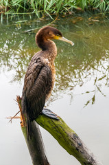 Young shag sitting on a pole