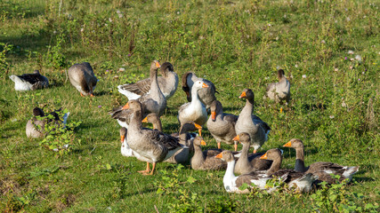 A flock of geese in a meadow.