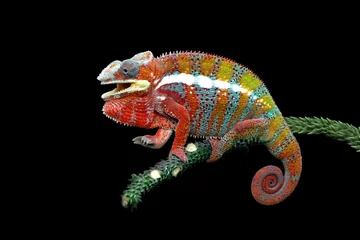 Printed kitchen splashbacks Chameleon Chameleon panther with black backround, beautiful of chameleon