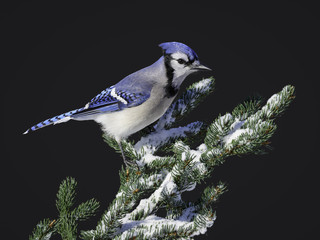 Blue Jay Perched on Pine Tree Branch in Winter