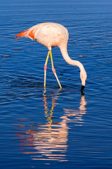 Flamant chilien