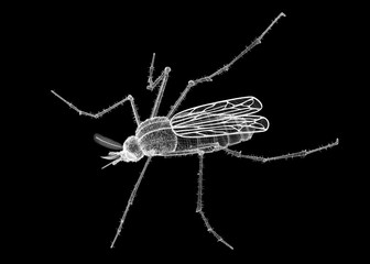 mosquito in wire carcass