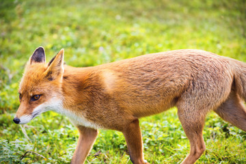 the fox (Vupes vulpes) is coming!