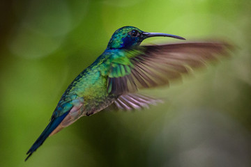 Fototapeta premium Hummingbird(Trochilidae)Flying gems