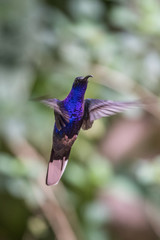 Hummingbird(Trochilidae)Flying gems