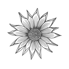 Chrysanthemum flower illustration