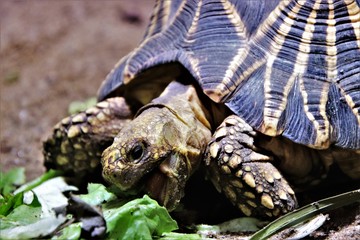Schildkröte. Burmesische Stern-Schildkröte.