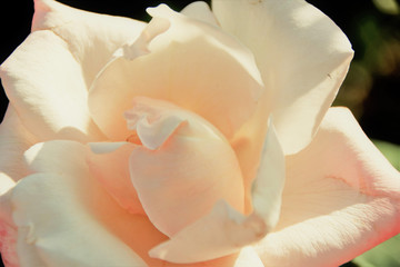 Fototapeta na wymiar beautiful pink rose
