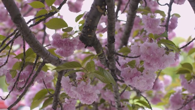 4K Cherry Blossom footage
