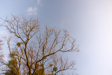 Branches of a tree without leaves with mistletoe on the background of the sky