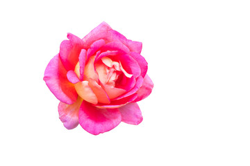 Fototapeta premium a pink rose isolated on the white background