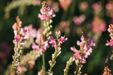 pink flowers in the spring