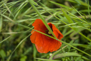 papavero, red poppy in a meadow
