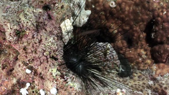 Black sea urchin Echinothrix diadema underwater. Relax video about marine nature on background of beautiful lagoon.